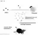 Fig. 02 - Composition including Stem Cell-Derived Exosome for Inducing Adipogenic Differentiation and Adipose Tissue Regeneration