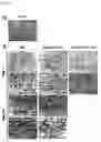 Fig. 09 - Composition including Stem Cell-Derived Exosome for Inducing Adipogenic Differentiation and Adipose Tissue Regeneration