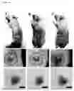 Fig. 10 - Composition including Stem Cell-Derived Exosome for Inducing Adipogenic Differentiation and Adipose Tissue Regeneration