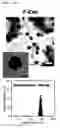 Fig. 17 - Composition including Stem Cell-Derived Exosome for Inducing Adipogenic Differentiation and Adipose Tissue Regeneration