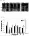 Fig. 40 - Composition including Stem Cell-Derived Exosome for Inducing Adipogenic Differentiation and Adipose Tissue Regeneration