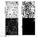 Fig. 07 - Method for inducing cardiac differentiation of pluripotent stem cell with low-molecular compounds