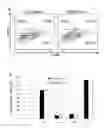 Fig. 12 - Method for inducing cardiac differentiation of pluripotent stem cell with low-molecular compounds