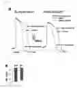 Fig. 13 - Method for inducing cardiac differentiation of pluripotent stem cell with low-molecular compounds
