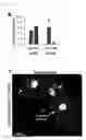Fig. 16 - Method for inducing cardiac differentiation of pluripotent stem cell with low-molecular compounds