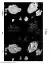 Fig. 08 - METHOD FOR CULTURE OF HUMAN BLADDER CELL LINES AND ORGANOIDS AND USES THEREOF
