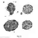 Fig. 10 - METHOD FOR CULTURE OF HUMAN BLADDER CELL LINES AND ORGANOIDS AND USES THEREOF