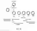 Fig. 19 - METHOD FOR CULTURE OF HUMAN BLADDER CELL LINES AND ORGANOIDS AND USES THEREOF