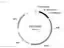 Fig. 04 - T7 expression system, method for its production and use thereof for producing recombinant proteins