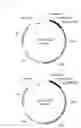 Fig. 05 - T7 expression system, method for its production and use thereof for producing recombinant proteins