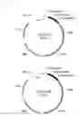 Fig. 06 - T7 expression system, method for its production and use thereof for producing recombinant proteins
