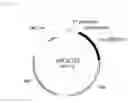 Fig. 07 - T7 expression system, method for its production and use thereof for producing recombinant proteins