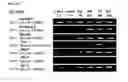 Fig. 13 - Method of differentiating adult stem cells into nerve cells by using high-intensity electromagnetic field