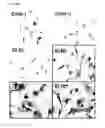 Fig. 17 - Method of differentiating adult stem cells into nerve cells by using high-intensity electromagnetic field