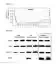 Fig. 22 - Method of differentiating adult stem cells into nerve cells by using high-intensity electromagnetic field