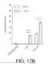 Fig. 22 - Coupling endonucleases with end-processing enzymes drives high efficiency gene disruption
