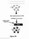 Fig. 04 - Using truncated guide RNAs (tru-gRNAs) to increase specificity for RNA-guided genome editing