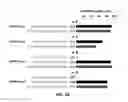 Fig. 09 - Using truncated guide RNAs (tru-gRNAs) to increase specificity for RNA-guided genome editing