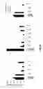 Fig. 17 - Using truncated guide RNAs (tru-gRNAs) to increase specificity for RNA-guided genome editing