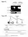 Fig. 09 - Modulation of BCL11A for treatment of hemoglobinopathies