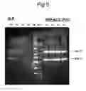 Fig. 06 - VECTORS WITH MODIFIED INITIATION CODON FOR THE TRANSLATION OF AAV-REP78 USEFUL FOR PRODUCTION OF AAV