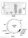 Fig. 53 - Engineered CO2-fixing chemotrophic microorganisms producing carbon-based products and methods of using the same