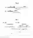 Fig. 06 - METHOD FOR THE PRODUCTION OF A LYSATE USED FOR CELL-FREE PROTEIN BIOSYNTHESES