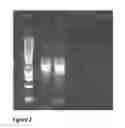 Fig. 03 - Direct nucleic acid amplification kit, reagent and method