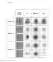 Fig. 07 - Cell selection method, cell detection method, cell selection apparatus, and cell detection apparatus