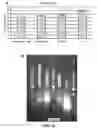 Fig. 48 - Enhanced nucleic acid identification and detection