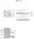 Fig. 03 - MECP2E1 GENE
