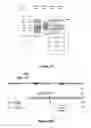 Fig. 57 - Aberrant mitochondrial DNA, associated fusion transcripts and hybridization probes therefor