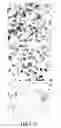 Fig. 15 - SINGLE-STRANDED OLIGONUCLEOTIDE PROBES FOR CHROMOSOME OR GENE COPY ENUMERATION