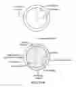 Fig. 18 - SINGLE-STRANDED OLIGONUCLEOTIDE PROBES FOR CHROMOSOME OR GENE COPY ENUMERATION