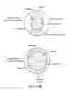 Fig. 19 - SINGLE-STRANDED OLIGONUCLEOTIDE PROBES FOR CHROMOSOME OR GENE COPY ENUMERATION