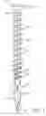 Fig. 03 - SCREW