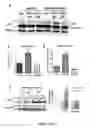 Fig. 12 - Cellular discovery platform for neurodegenerative diseases