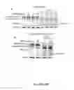 Fig. 35 - Cellular discovery platform for neurodegenerative diseases