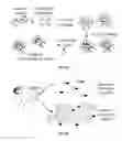 Fig. 02 - Substrates for detection of botulinum neurotoxin