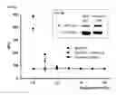Fig. 03 - Substrates for detection of botulinum neurotoxin