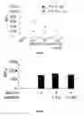 Fig. 08 - Substrates for detection of botulinum neurotoxin