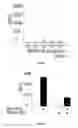 Fig. 09 - Substrates for detection of botulinum neurotoxin