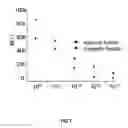 Fig. 10 - Substrates for detection of botulinum neurotoxin