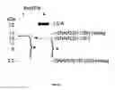 Fig. 27 - Substrates for detection of botulinum neurotoxin