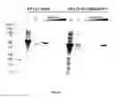 Fig. 28 - Substrates for detection of botulinum neurotoxin