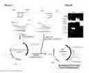Fig. 29 - Substrates for detection of botulinum neurotoxin