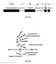 Fig. 31 - Substrates for detection of botulinum neurotoxin