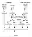 Fig. 33 - Substrates for detection of botulinum neurotoxin