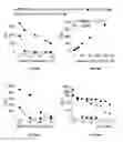 Fig. 41 - Substrates for detection of botulinum neurotoxin