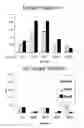 Fig. 45 - Substrates for detection of botulinum neurotoxin